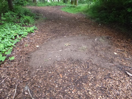 The sub-surface material on the natural surface trail is exposed in spots